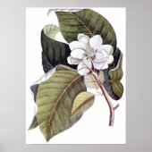 Mark Catesby: White Magnolia Antiek Botanical Poster (Voorkant)