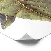 Mark Catesby: White Magnolia Antiek Botanical Poster (Hoek)