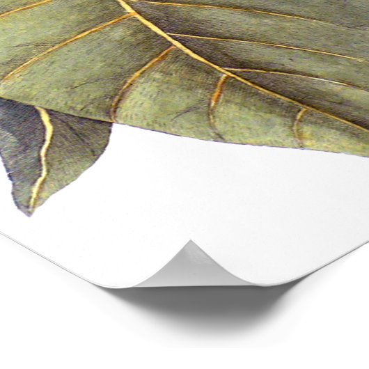 Mark Catesby: White Magnolia Antiek Botanical Poster (Hoek)