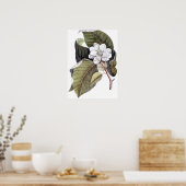 Mark Catesby: White Magnolia Antiek Botanical Poster (Keuken)