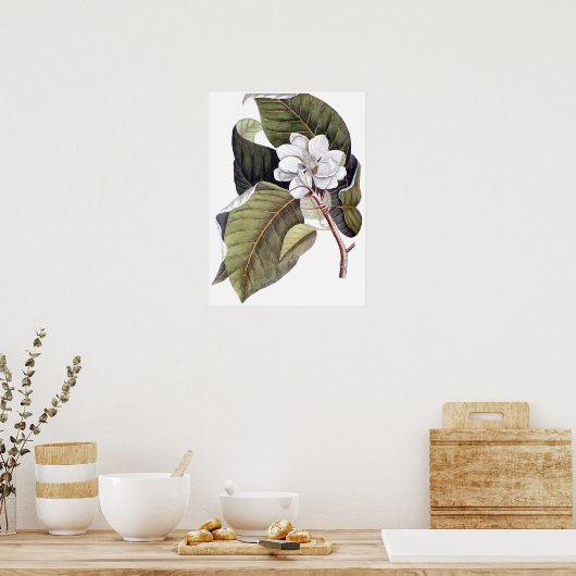 Mark Catesby: White Magnolia Antiek Botanical Poster (Keuken)