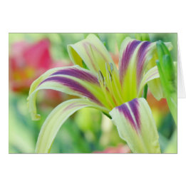 Marked Lily - Daylily