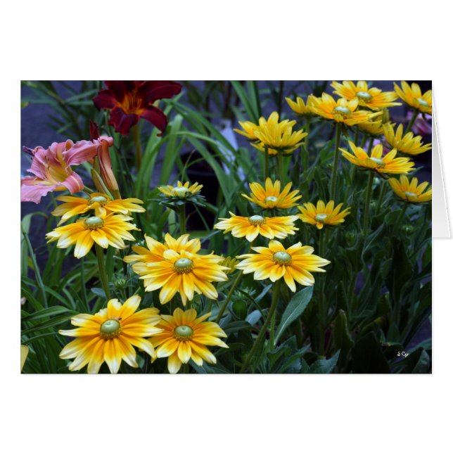 Market Bouquet, Sieze the Daisies (Voorkant Horizontaal)