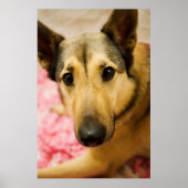 Marley Cherry Blossom Pedals Poster (Voorkant)