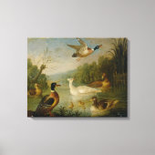  Marmaduke Cradock Mallards op een Pond Canvas Afdruk (Voorkant)