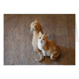 Marmalade kittens, 