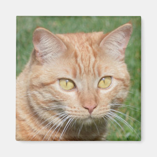 Marmalady in de zon magneet