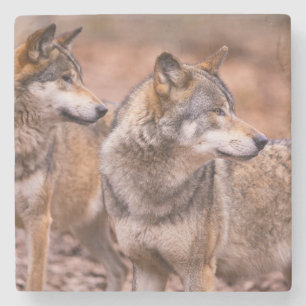 Marmeren stenen onderzetter-Wolven Onderzetter