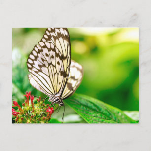 Marmeren witte vlinder briefkaart