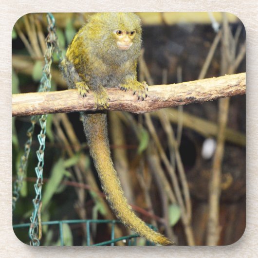 Marmoset-aap op waarschuwing, Onderzetters (Voorkant)