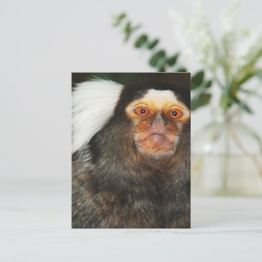 Marmoset Briefkaart (Staand voorkant)