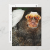 Marmoset Briefkaart (Voorkant / Achterkant)