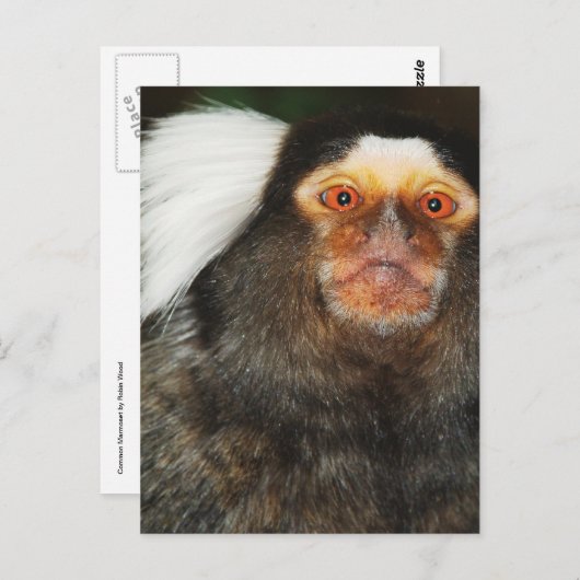 Marmoset Briefkaart (Voorkant / Achterkant)