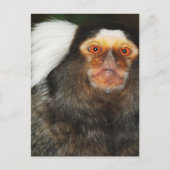 Marmoset Briefkaart (Voorkant)