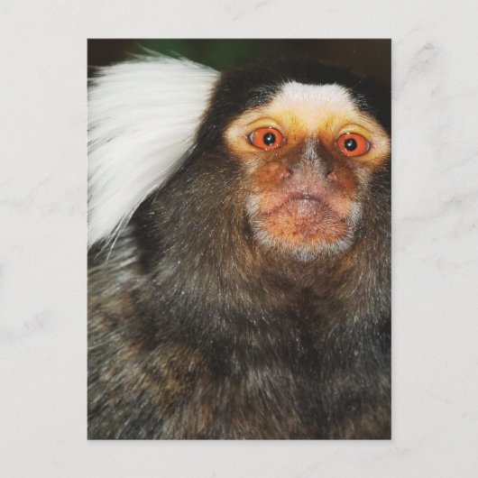 Marmoset Briefkaart (Voorkant)
