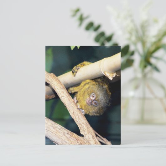 Marmoset Monkey Hi Daar, Briefkaart (Staand voorkant)