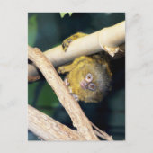 Marmoset Monkey Hi Daar, Briefkaart (Voorkant)