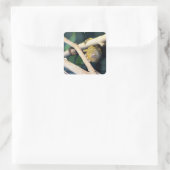 Marmoset Monkey Hi Daar, Stickers (Tas)