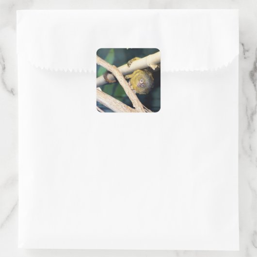 Marmoset Monkey Hi Daar, Stickers (Tas)