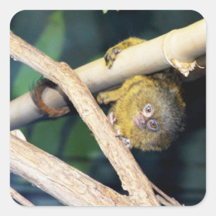 Marmoset Monkey Hi Daar, Stickers