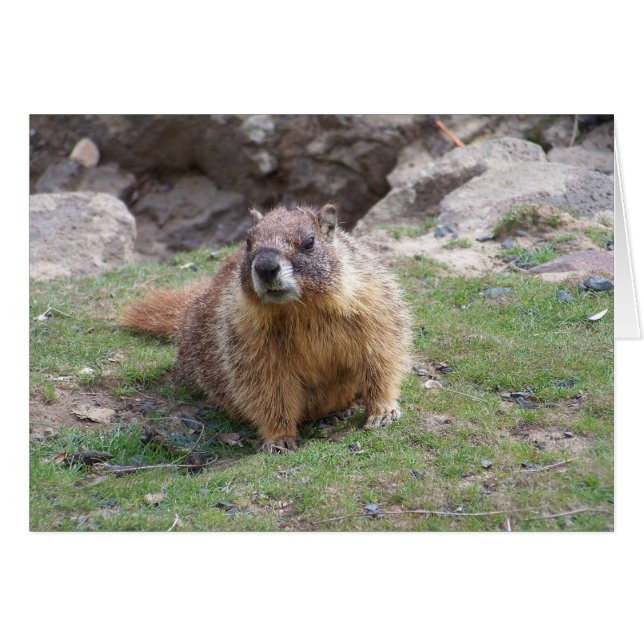 Marmot (Voorkant Horizontaal)