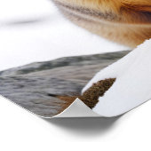 Marmot Animal Natuur Wildlife Affection Caring Poster (Hoek)