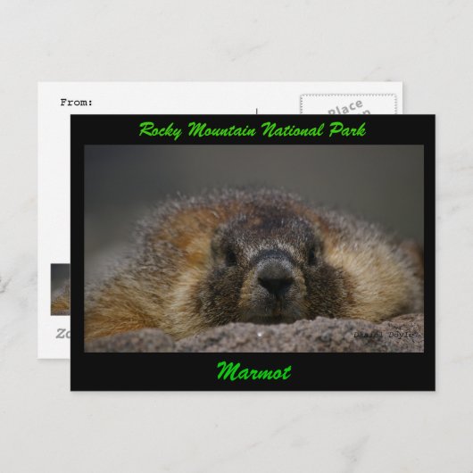 Marmot Briefkaart (Voorkant / Achterkant)