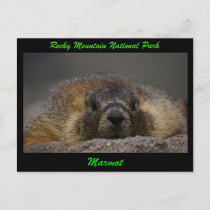 Marmot Briefkaart