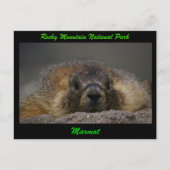 Marmot Briefkaart (Voorkant)