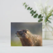 Marmot Briefkaart (Staand voorkant)