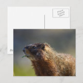 Marmot Briefkaart (Voorkant / Achterkant)