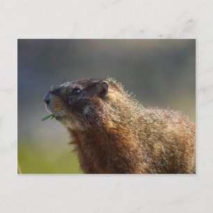 Marmot Briefkaart