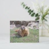 Marmot Briefkaart (Staand voorkant)