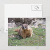 Marmot Briefkaart (Voorkant / Achterkant)
