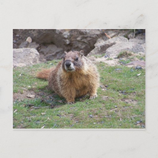 Marmot Briefkaart (Voorkant)