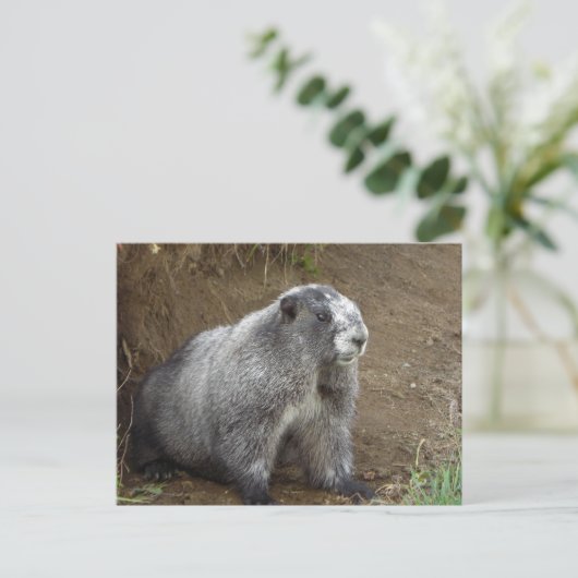 Marmot Briefkaart (Staand voorkant)