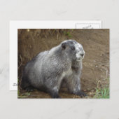 Marmot Briefkaart (Voorkant / Achterkant)