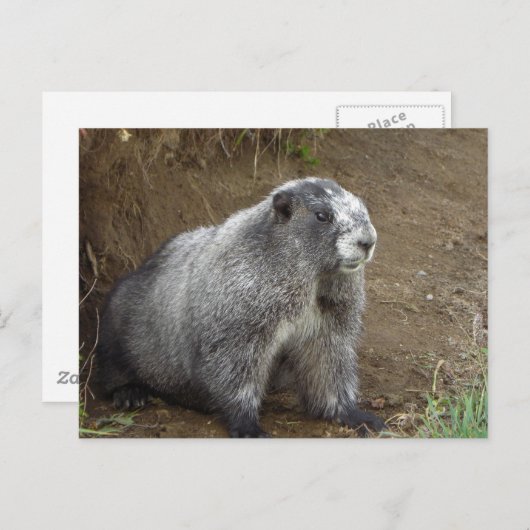 Marmot Briefkaart (Voorkant / Achterkant)