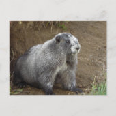 Marmot Briefkaart (Voorkant)