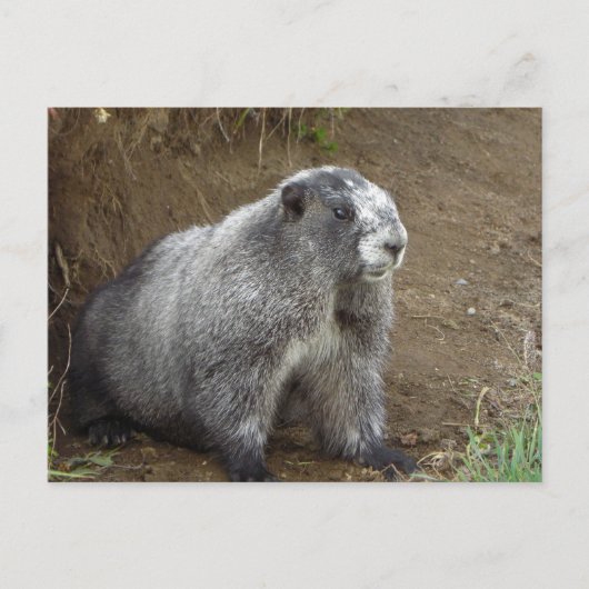 Marmot Briefkaart (Voorkant)