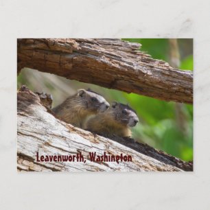Marmot Brothers Leavenworth Washington Briefkaart