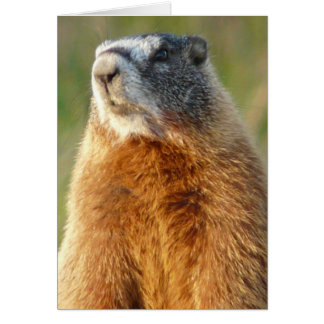 Marmot, gele buik