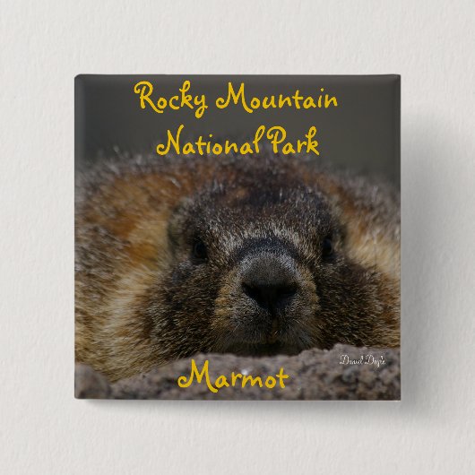 Marmot in het Rocky Mountian National Park Vierkante Button 5,1 Cm (Voorkant)