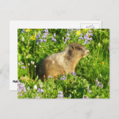 Marmot in Mount Rainier Wildbloemen Briefkaart (Voorkant / Achterkant)