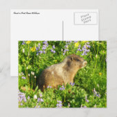 Marmot in Mount Rainier Wildbloemen Briefkaart (Voorkant / Achterkant)