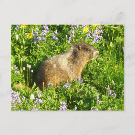 Marmot in Mount Rainier Wildbloemen Briefkaart (Voorkant)