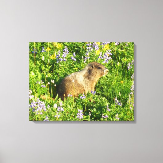 Marmot in Mount Rainier Wildbloemen Canvas Afdruk (Voorkant)