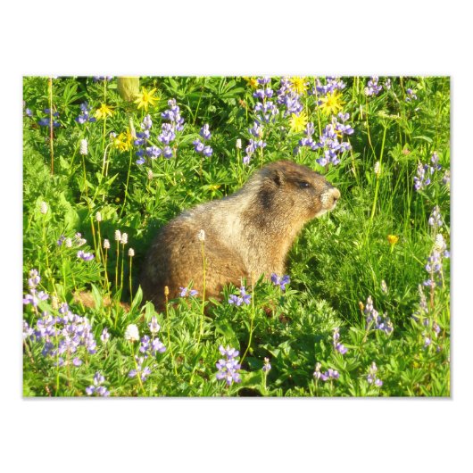 Marmot in Mount Rainier Wildbloemen Foto Afdruk (Voorkant)
