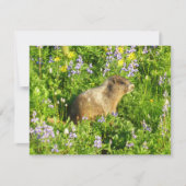 Marmot in Mount Rainier Wildbloemen Kaart (Voorkant)