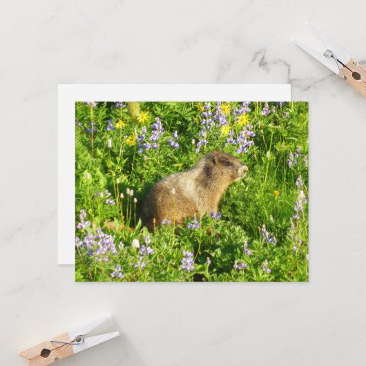 Marmot in Mount Rainier Wildbloemen Kaart (Voorkant / Achterkant in situ)